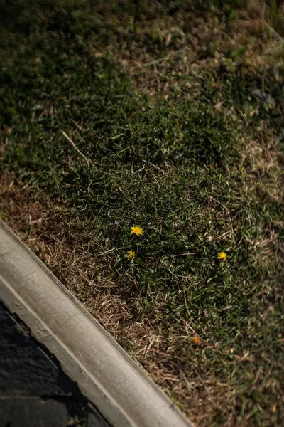 Doğa temalı tasarımlar, açık hava kavramları, bahçeyle ilgili projeler, çevre dostu pazarlama materyalleri ve sürdürülebilir yaşam tarzı içeriği için uygun çimenlerdeki küçük kutu.