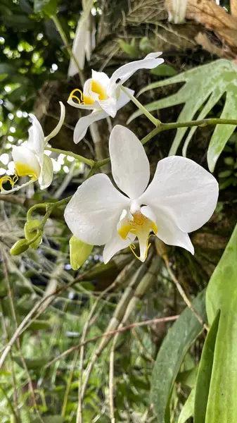 Ağaçta açan beyaz çiçek, doğa siteleri, bahçe blogları, bahar konseptleri, çiçek tasarımları, botanik çizimler ve baskı malzemeleri için mükemmel..