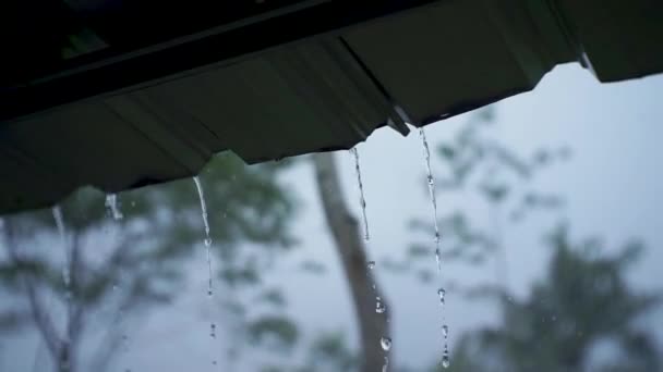 雨滴从白色的排水沟中倾泻而下 反映了雨天宁静的本质 朦胧的树木勾画出了宁静的背景 — 图库视频影像