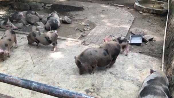 인클로저에서 휴식과 활동의 다양한 단계에서 돼지의 고요한 생활의 단순성을 — 비디오