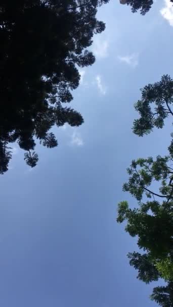 Спокойный Вид Небо Обрамленный Темными Силуэтами Ветвей Деревьев Вызывающий Мир — стоковое видео