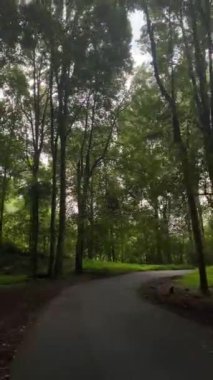 Bereketli tepe örtüsü boyunca Serene Ormanı Yolu. Sakin asfalt bir yol sık bir ormanın içinden geçiyor, güneş ışığı yeşil yaprakların arasından süzülüyor..