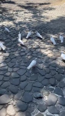 Stone Yolu 'ndaki beyaz güvercinler. Beyaz güvercin sürüsü yemyeşil bir tropikal bahçede, taştan bir patikada toplanıyor..