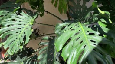 Lush Green Leaves 'li Monstera Deliciosa Bitkisi. Bir kafedeki Monstera Deliciosa bitkisinin yakın çekimi, büyük, çelenklenmiş yaprakları var. Yapraklar parlak yeşil ve parlak. Bu bitki bir tencerede yetişiyor ve iyi bakılıyor..