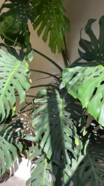 Lush Green Leaves 'li Monstera Deliciosa Bitkisi. Bir kafedeki Monstera Deliciosa bitkisinin yakın çekimi, büyük, çelenklenmiş yaprakları var. Yapraklar parlak yeşil ve parlak. Bu bitki bir tencerede yetişiyor ve iyi bakılıyor..