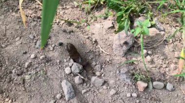 Hayvan Dışkısı Üzerine Uçuyor. Doğal ortamdaki hayvan dışkıları üzerindeki yanardöner sineklerin yakın çekimi..