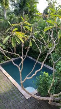 Sakin Tropik Havuz Vahası. Serin yüzme havuzu yemyeşil, palmiye ağaçları ve tropikal bitkilerle dolu..