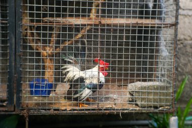 Horoz canlı kızıl saçlı bir kafese hapsedildi. Çiftlik, hayvan refahı, kümes hayvanları endüstrisi ve kırsal yaşam tarzı kavramları için uygundur..