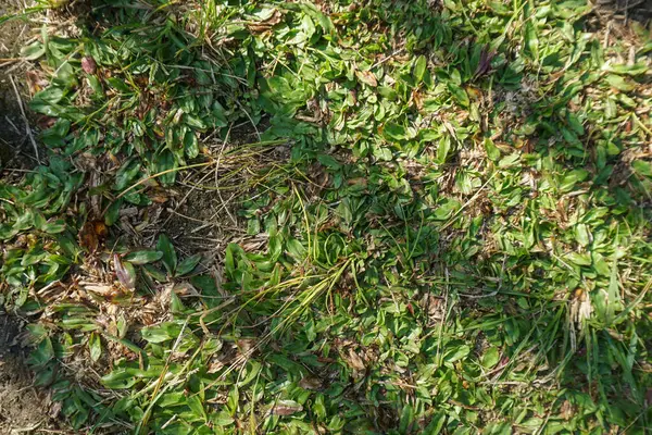 Kuru, sararmış ot ve yabani otların olduğu dağınık bir çimenliğe yakın çekim.