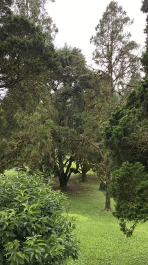 Çevrenin doğal güzelliğini gösteren, yeşilin çeşitli tonlarıyla sık bir orman gölgesi manzarası..