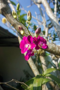 Narin taç yaprakları ve sarı merkezli canlı pembe bir orkide çiçeğinin yakın çekimi, tropikal bir bahçedeki bir dalda çiçek açıyor..