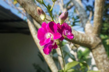Narin taç yaprakları ve sarı merkezli canlı pembe bir orkide çiçeğinin yakın çekimi, tropikal bir bahçedeki bir dalda çiçek açıyor..