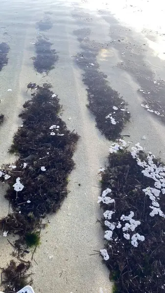 Yüzeye yansıyan sığ su ve güneş ışığıyla kumlu bir sahilde deniz yosunu ve mercanlara yakın çekim.