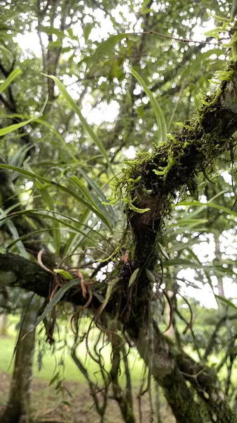 Tropikal bir ormanda yosun kaplı bir ağaç dalında büyüyen havadan kökleri olan bir orkide bitkisinin yakın çekimi..