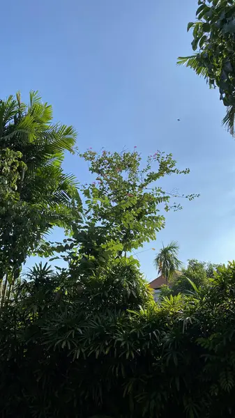 Narin pembe çiçekleri olan çiçek açan bir ağaç açık mavi gökyüzünün altında yemyeşil yaprakların arasında duruyor..