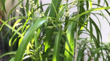 Bahçede yeşil yapraklar