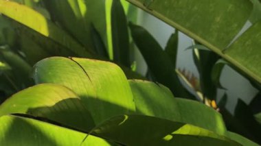 Bahçede muz yaprağı, yakın plan. 4k video