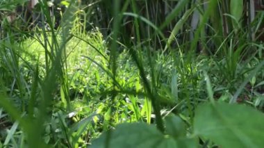 Bahçedeki yeşil çimenler, yakın plan. 4k video