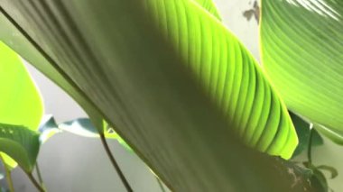 Yeşil tropikal yapraklar arka planda, yakın plan. 4k video