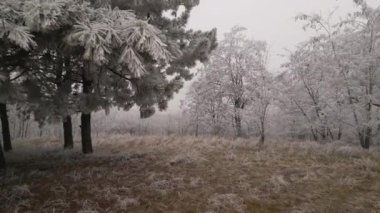 Flying low near the trees and over the grass covered with rime ice or hoarfrost