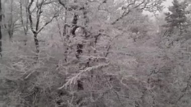Orbiting around frozen tree with branches covered with rime ice or hoarfrost