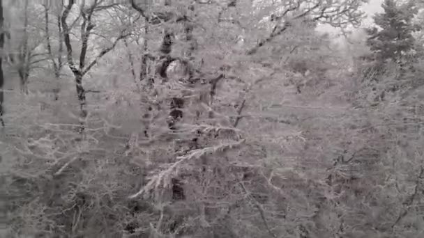 Orbiting Frozen Tree Branches Covered Rime Ice Hoarfrost — Stock videók