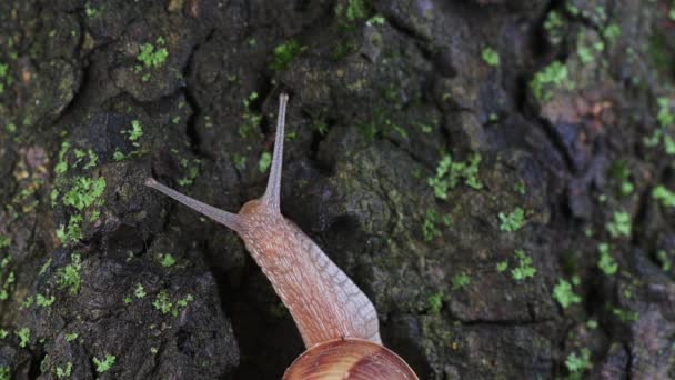 달팽이는이끼와 나무껍질을 천천히 기어오른다 — 비디오