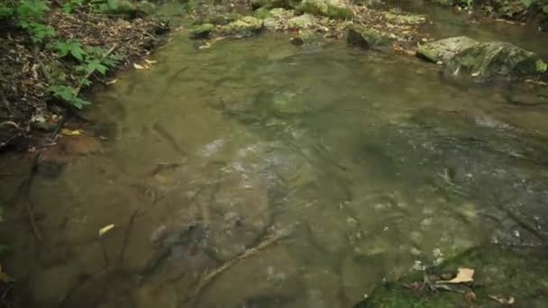 Речная Вода Лесу Бечирского Ущелья Близ Сороки Молдова — стоковое видео