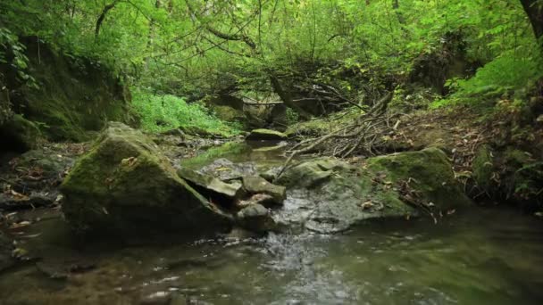 Strömmande Vatten Skogen Bechirs Gorge Nära Soroca Moldavien — Stockvideo