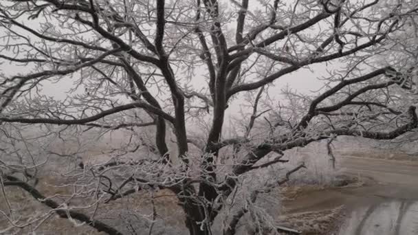Dolly Shot Oak Tree Branches Covered Rime Ice Hoarfrost Drone — Vídeo de Stock