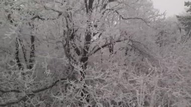 Winter forest, orbiting around frozen tree with branches covered with rime ice or hoarfrost