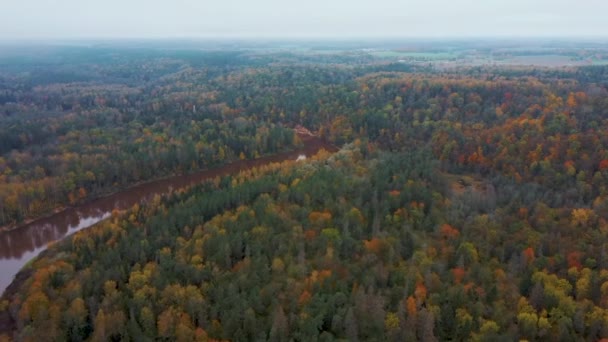 Otoño Río Gauja Cerca Sigulda Letonia Bosques Coloridos Drones Aéreos — Vídeo de stock