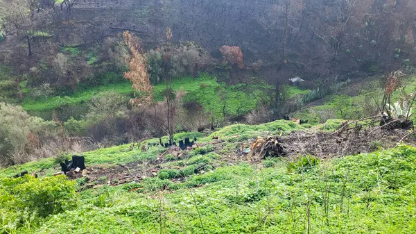 Praia De Ohexe Mar Windmill, Faro bölgesi, Algarve, Portekiz. Rota Vicentina Sahili, Odemira, Portekiz. Rota Vicentina 'nın Balıkçı Patikası' nda yürüyüş.