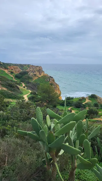 Ponta Da Piedade Kayalıkları Algarve, Portekiz 'deki Lagos yakınlarında. Portekiz 'in Algarve Bölgesi, Ponta Da Piedade' deki Cliff Rocks, Seagulls ve Turist Gemisi. Rota Vicentina 'nın Balıkçı Patikası' nda yürüyüş.