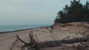 Gauja Nehri, Baltık Denizi körfezi Riga 'ya akıyor. Fırtına Sonrası Kırık Çamlar ve Yıkanmış Kıyılar. Ağaç Gövdesi Eroded Beach 'te bir sahili yıkadı.