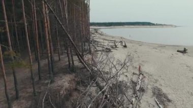 Gauja Nehri, Baltık Denizi körfezi Riga 'ya akıyor. Fırtına Sonrası Kırık Çamlar ve Yıkanmış Kıyılar. Ağaç Gövdesi Eroded Beach 'te bir sahili yıkadı.
