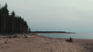 Gauja Nehri, Baltık Denizi körfezi Riga 'ya akıyor. Fırtına Sonrası Kırık Çamlar ve Yıkanmış Kıyılar. Ağaç Gövdesi Eroded Beach 'te bir sahili yıkadı.