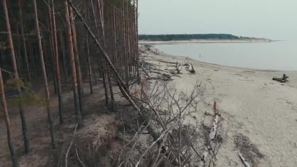 Fleuve Gauja Jette Dans Mer Baltique Golfe Riga Broken Pines — Video