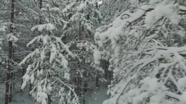Kışın Ladin Ormanı. Avrupa Doğa. Karlı Ormanlı Erken ve Soğuk Kış Gecesi. Beyaz pofuduk karla kaplı ladin ağaçları. Fotrest 'ten tahta kaldırım. Letonya Hava Çekiminde Kış