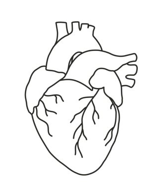 Yıldız ışınlarıyla oyma tekniğinde insan kalbi tasviri. Tüm ana yapılar için etiketler de dahil. Dövme, tişört ve parmak izi tasarımı için el çizimi. Vektör İllüstrasyonu.
