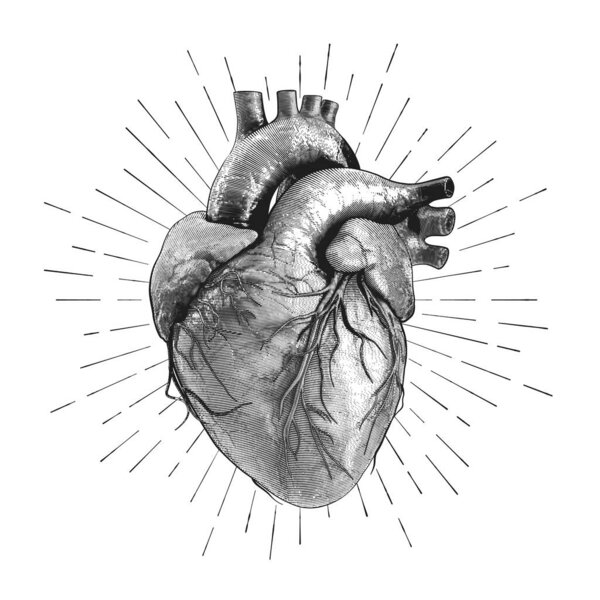 Иллюстрация человеческого сердца в технике гравировки звездными лучами. включая этикетки для всех основных конструкций. Ручной рисунок для татуировки, футболки и дизайна печати. Векторная миграция.