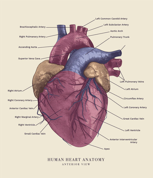 Illustration of the anatomy of the human heart, including labels for all the main structures. Anterior view. Vector Illustration.
