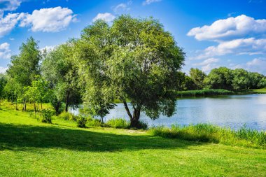Yeşil parkın güzel manzarası