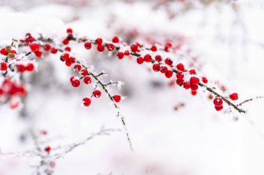 Donmuş karın altında kırmızı meyveler.