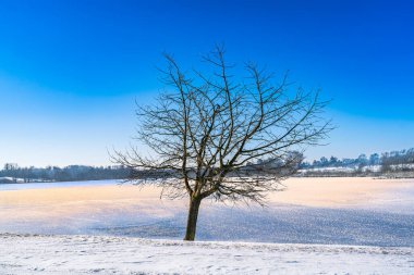 ağaç ve kar kış manzara