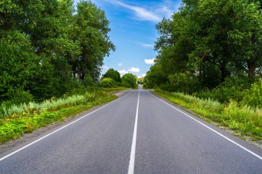 Yeşil ormanın ortasında bir yol.