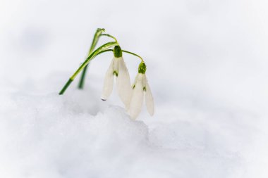 Kardaki kar damlası çiçekleri