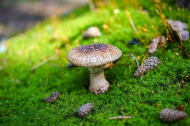 Yeşil yosun içinde izole edilmiş mantar..