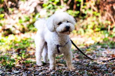 The cute white curly Bishon Frise dog on the walk