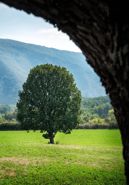 Lonely tree on a green meadow with mountains in the background, framed with a close tree trunk